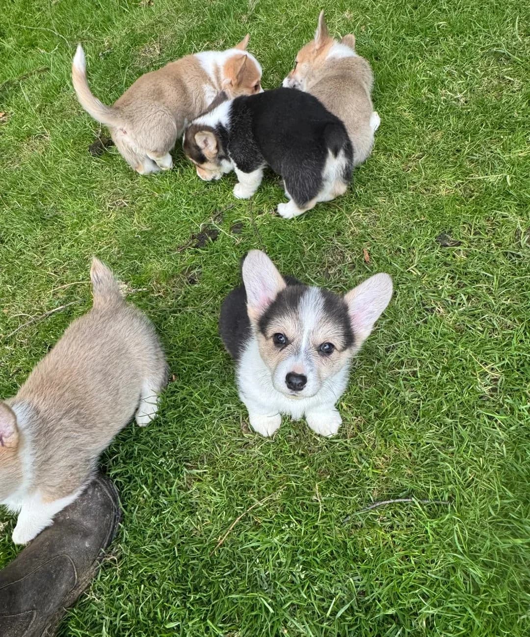 Welsh Corgi Pembroke-Welpen,  puppy Mixed Breed for adoption at Petsearch.ch, Zurich