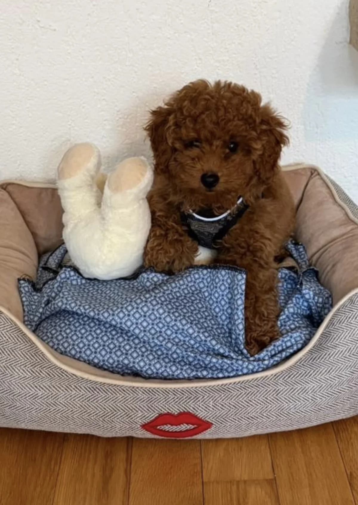 Liebevoller Toy-Pudel Rüde, male puppy Mixed Breed for adoption at Petsearch.ch, Zurich