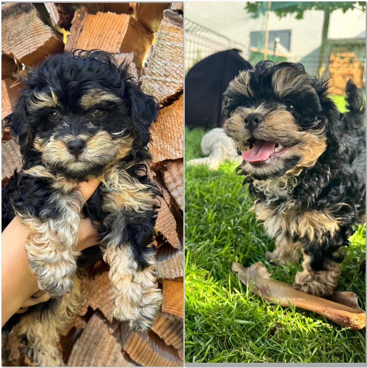 Bolonka Welpe, male puppy Mixed Breed for adoption at Petsearch.ch, Zurich
