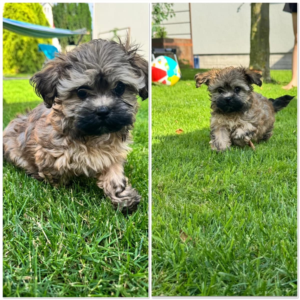 Bolonka Welpe, male puppy Mixed Breed for adoption at Petsearch.ch, Zurich