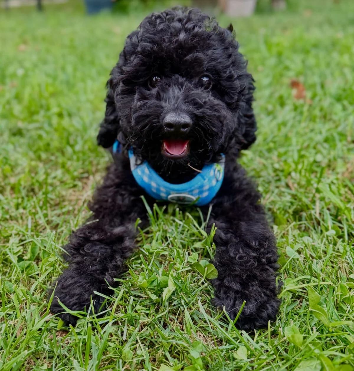 Zauberhafter Zwergpudel Rüde, male puppy Mixed Breed for adoption at Petsearch.ch, Zurich