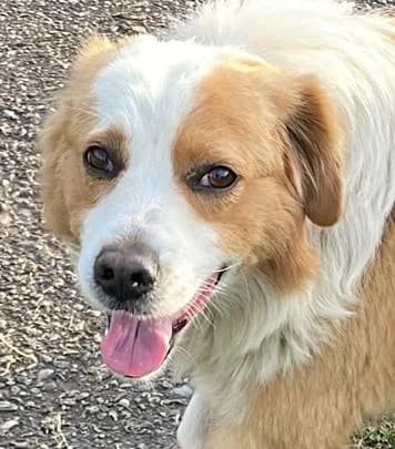 Mughetto – Sanfter Kämpfer sucht Familie, male young Mixed Breed for adoption at Petsearch.ch, Zurich