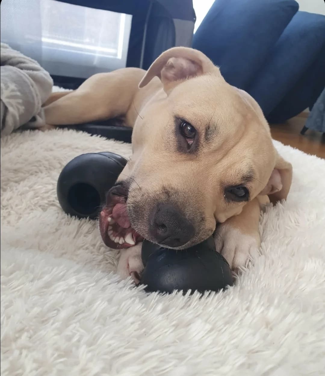 Liebevollen und endgültigen Platz für Odin gesucht, Mixed Breed (Petsearch.ch)