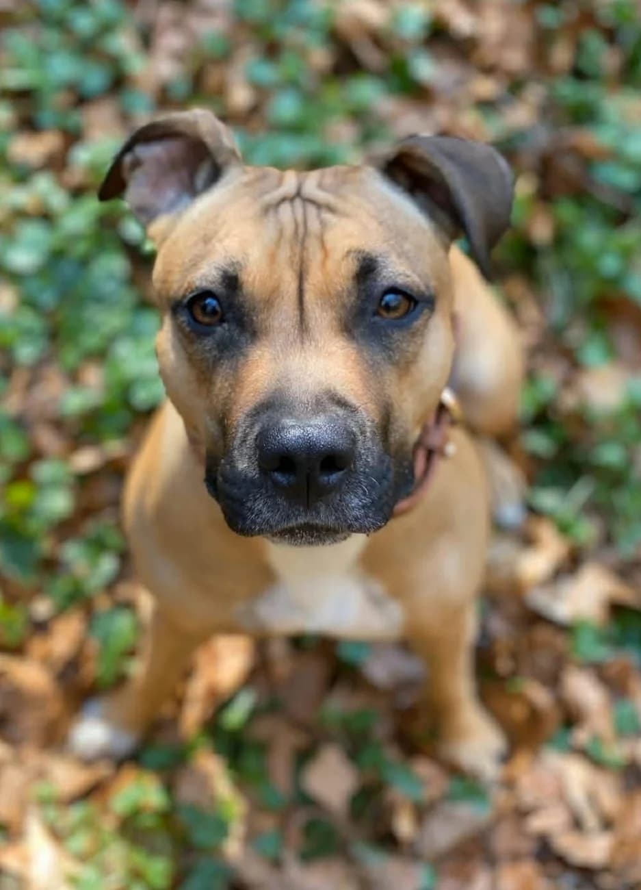 Liebevollen und endgültigen Platz für Lola gesucht, female puppy Mixed Breed for adoption at Petsearch.ch, Zurich