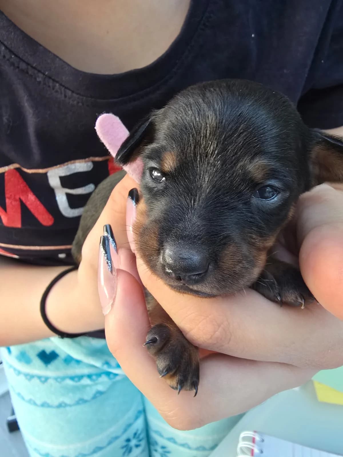 Zwergpinscher Welpen, male young Mixed Breed for adoption at Petsearch.ch, Zurich