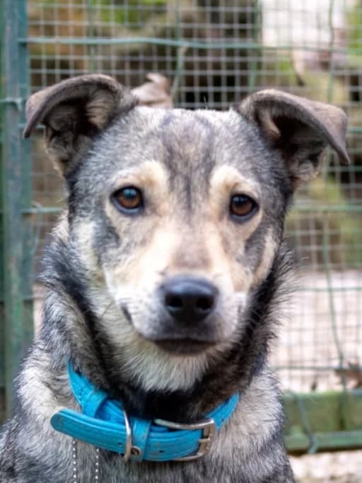 Prinzessin Lilly Sucht Ihr Thron, female 3yo Mixed Breed for adoption at Petsearch.ch, Zurich