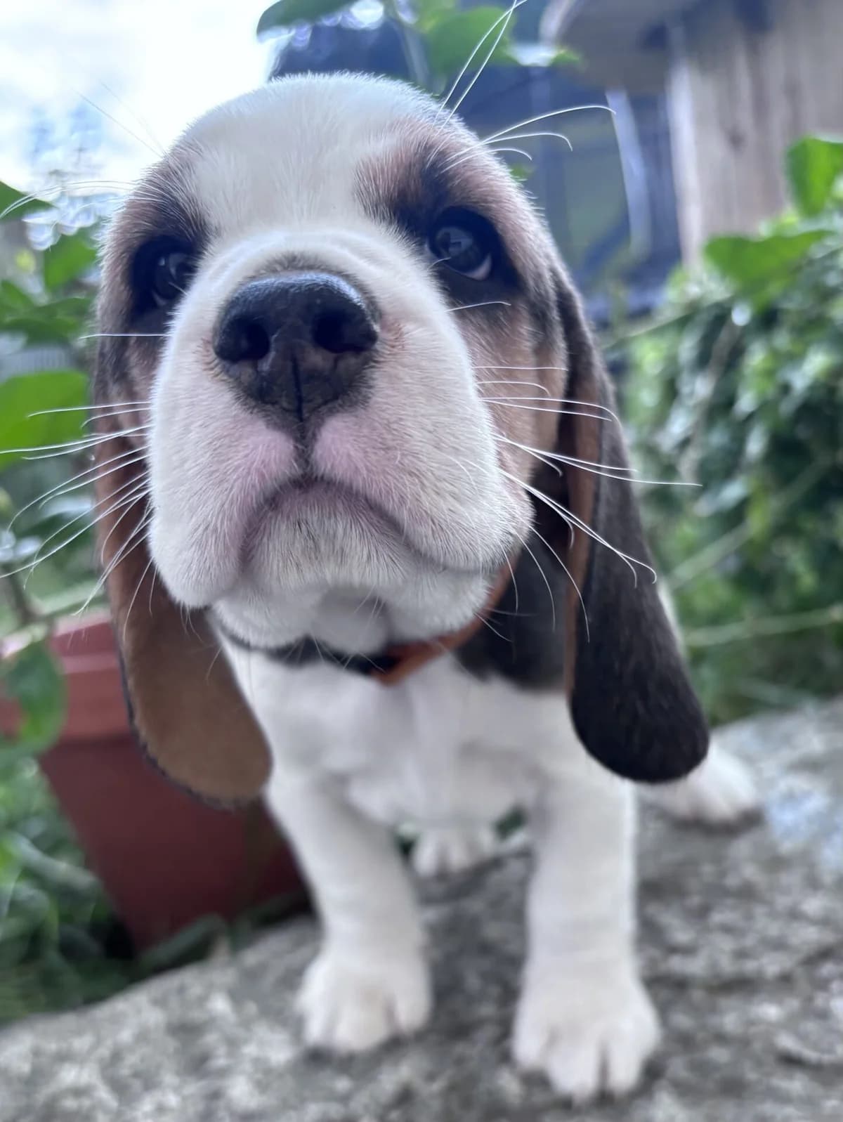 FCI Beagle Welpen – liebevolle Familienaufzucht, female puppy Mixed Breed for adoption at Petsearch.ch, Zurich