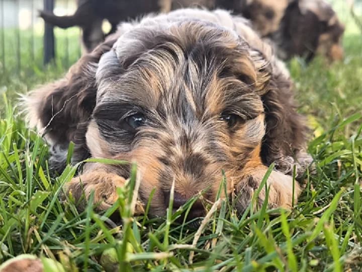 Englisch Cockerdoodle in Sonderfarben, male puppy Mixed Breed for adoption at Petsearch.ch, Zurich