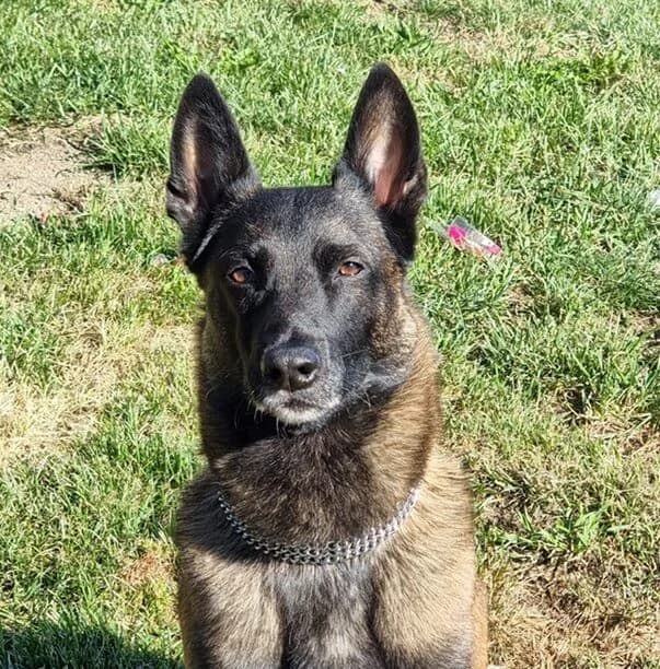 Bucky, der anhängliche Malinois-Prinz, female Mixed Breed for adoption at Petsearch.ch, Zurich