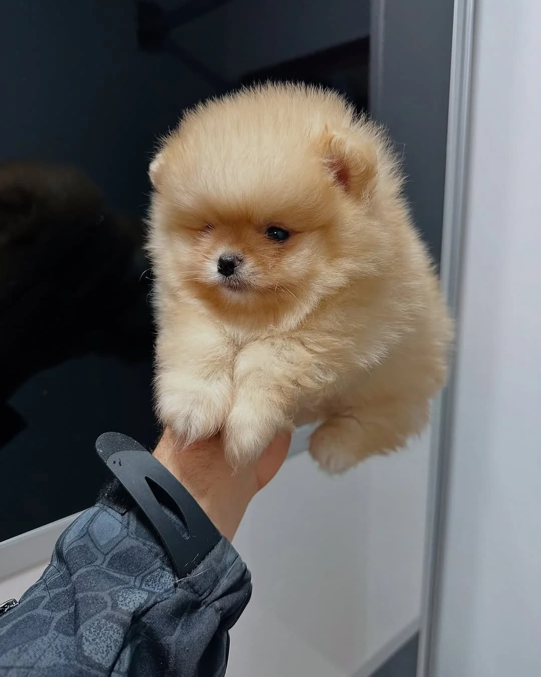 Pomeranian Welpen ( Danny/Callie ), female puppy Mixed Breed for adoption at Petsearch.ch, Zurich