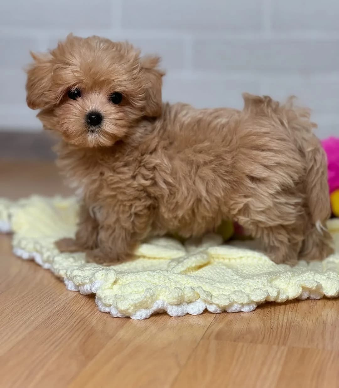 Flauschige Maltipoo-Welpen (Dara/Pino), female puppy Mixed Breed for adoption at Petsearch.ch, Zurich