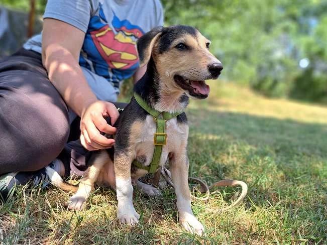 CHESTER, lieber Mischlingsbub, ca. 3,5 Monate, 24cm, 3,6kg, male 3yo Mixed Breed for adoption at Petsearch.ch, Zurich