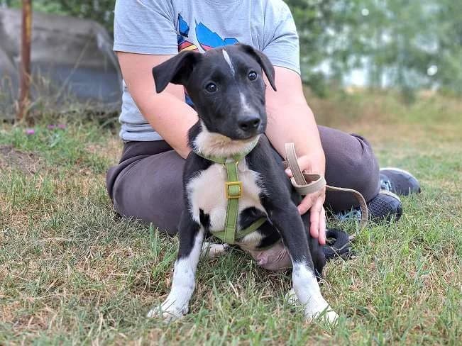 CHAVY, netter Mischlingsbub, ca. 3,5 Monate, 29cm, 5,4kg, male 3yo Mixed Breed for adoption at Petsearch.ch, Zurich