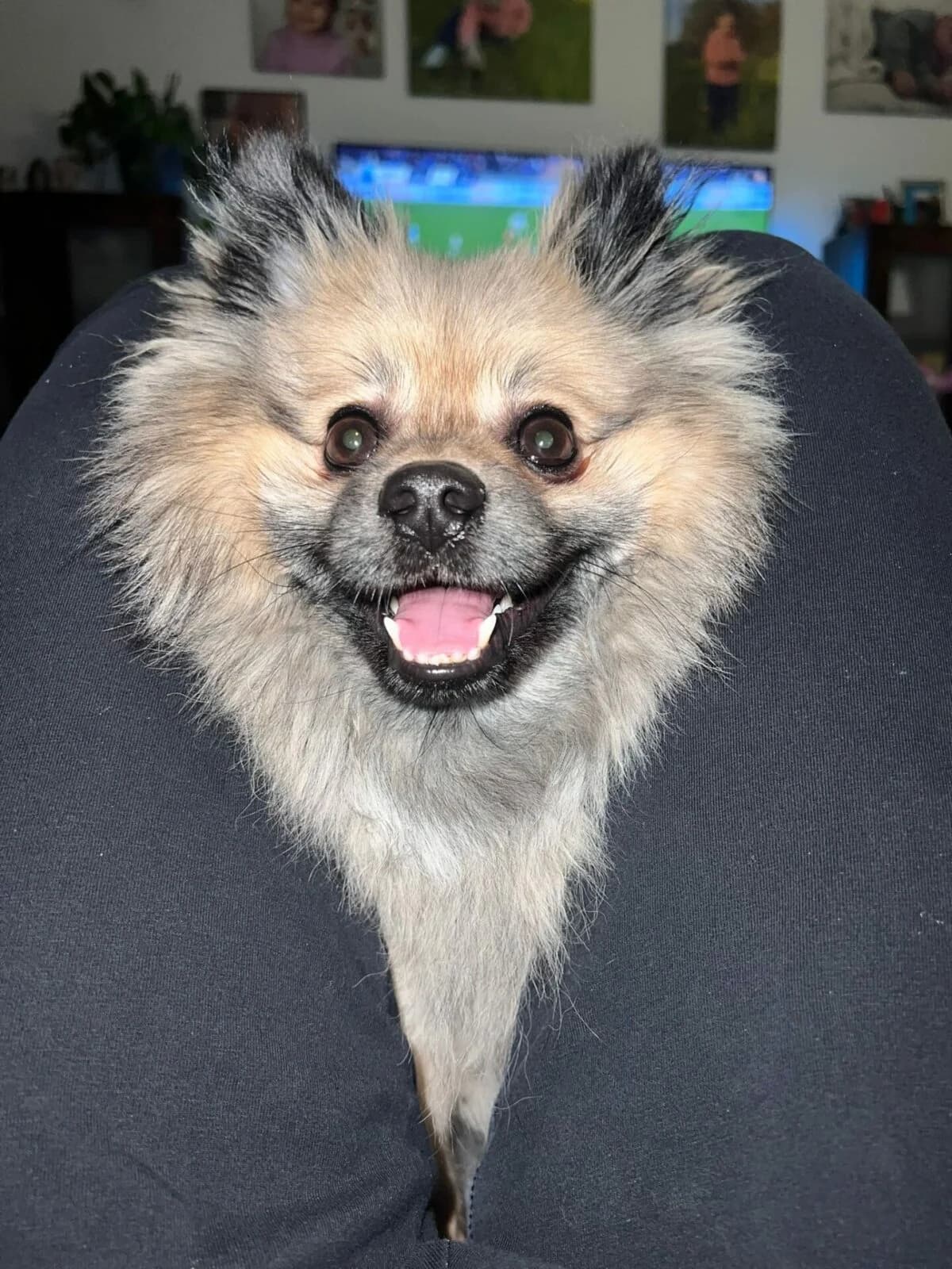 Pomeranian – Zwergspitz (4j), male puppy Mixed Breed for adoption at Petsearch.ch, Zurich