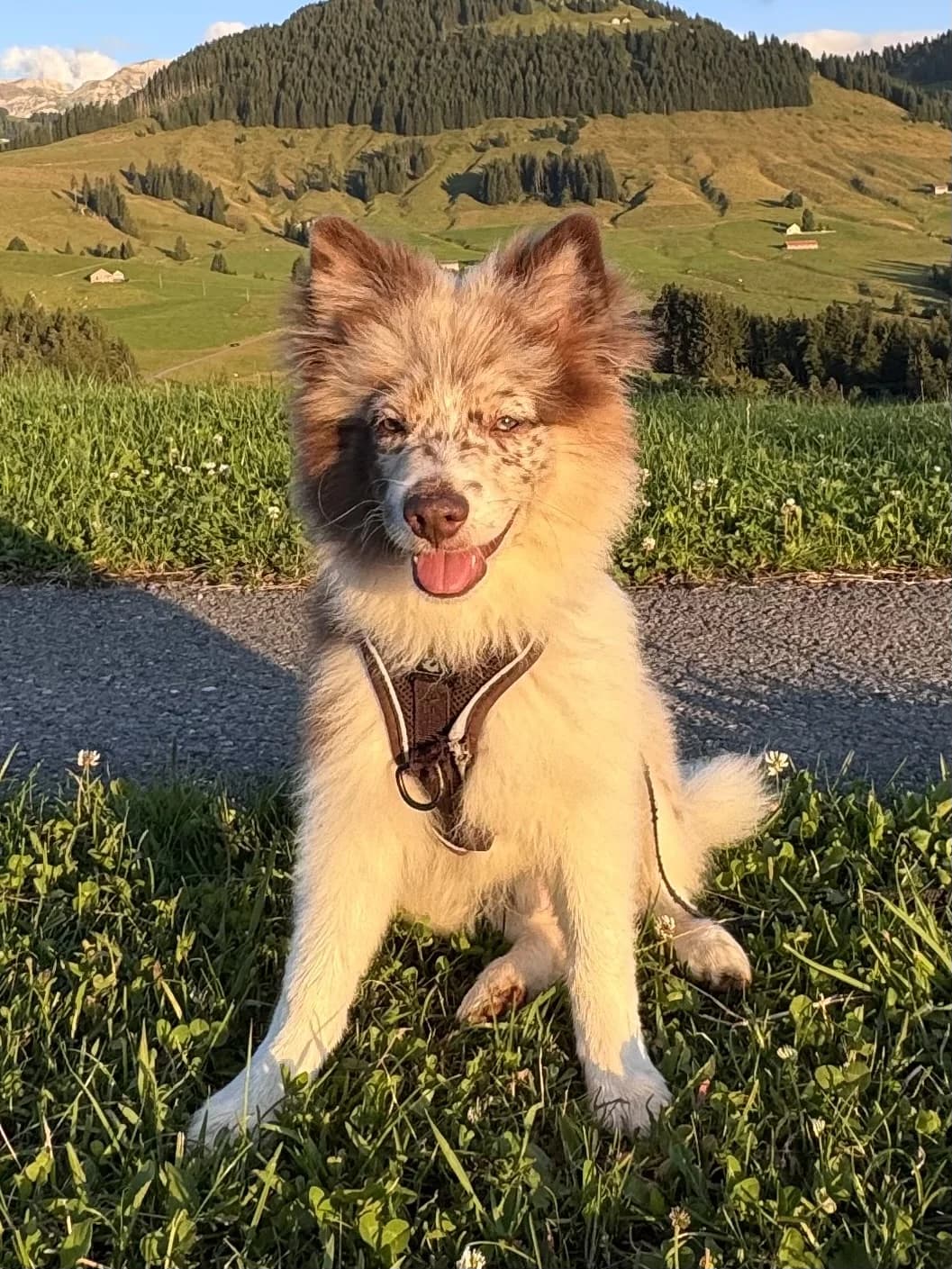 Ich suche ein Für-immer-Zuhause, Mixed Breed (Petsearch.ch)