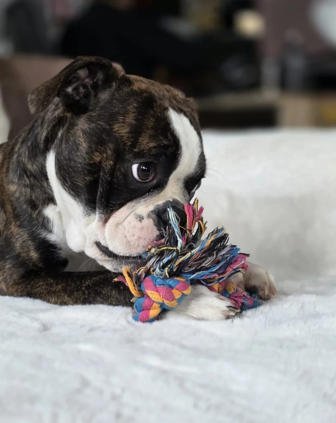 Boston Terrier-Englische Bulldogge Welpen, beige female puppy Mixed Breed for adoption at Petsearch.ch, Zurich