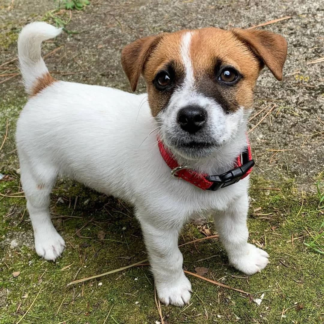 Liebenswerter Jack Russell, male puppy Mixed Breed for adoption at Petsearch.ch, Zurich
