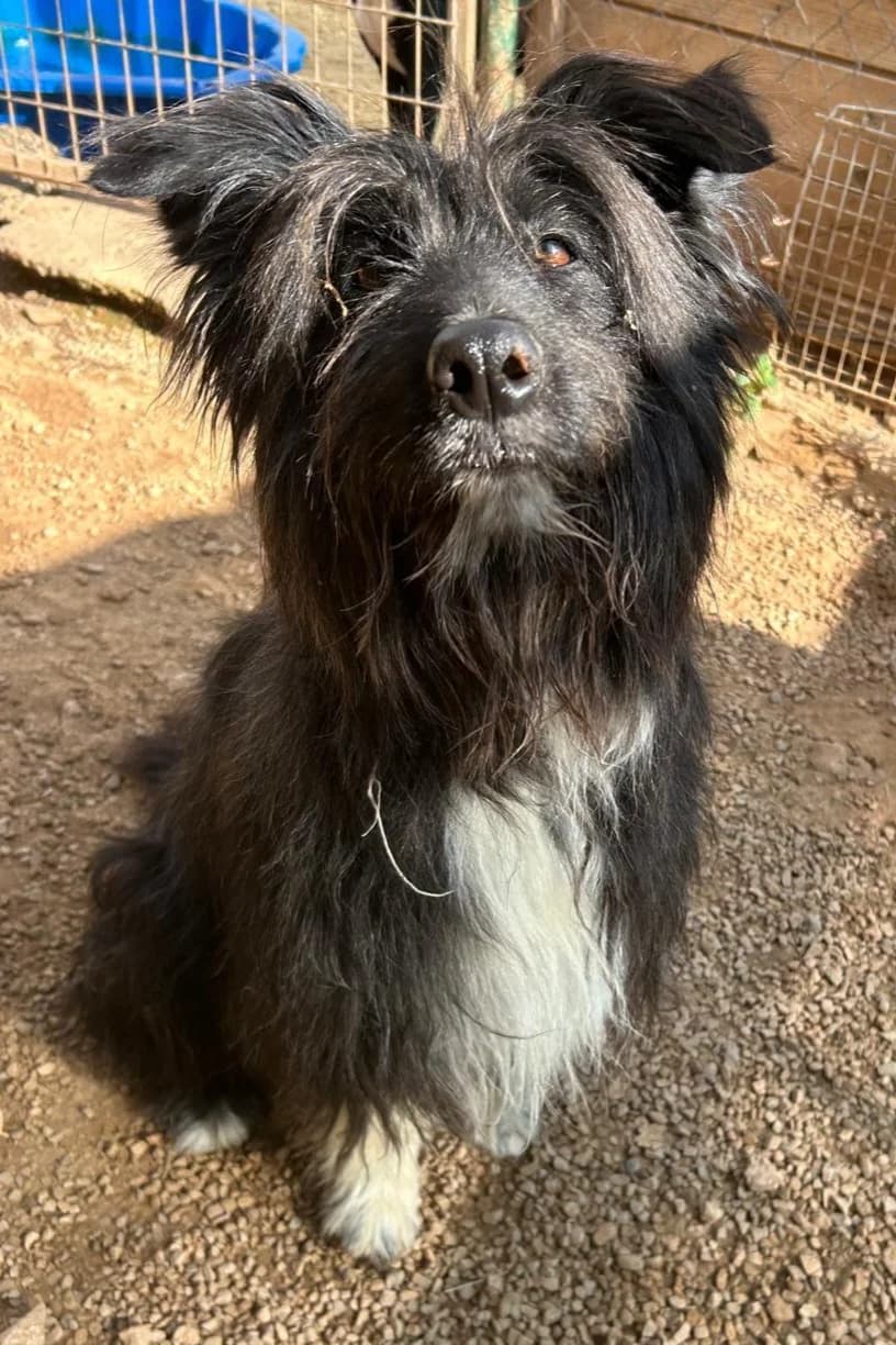 July sucht Familie, weiss female young Mixed Breed for adoption at Petsearch.ch, Zurich