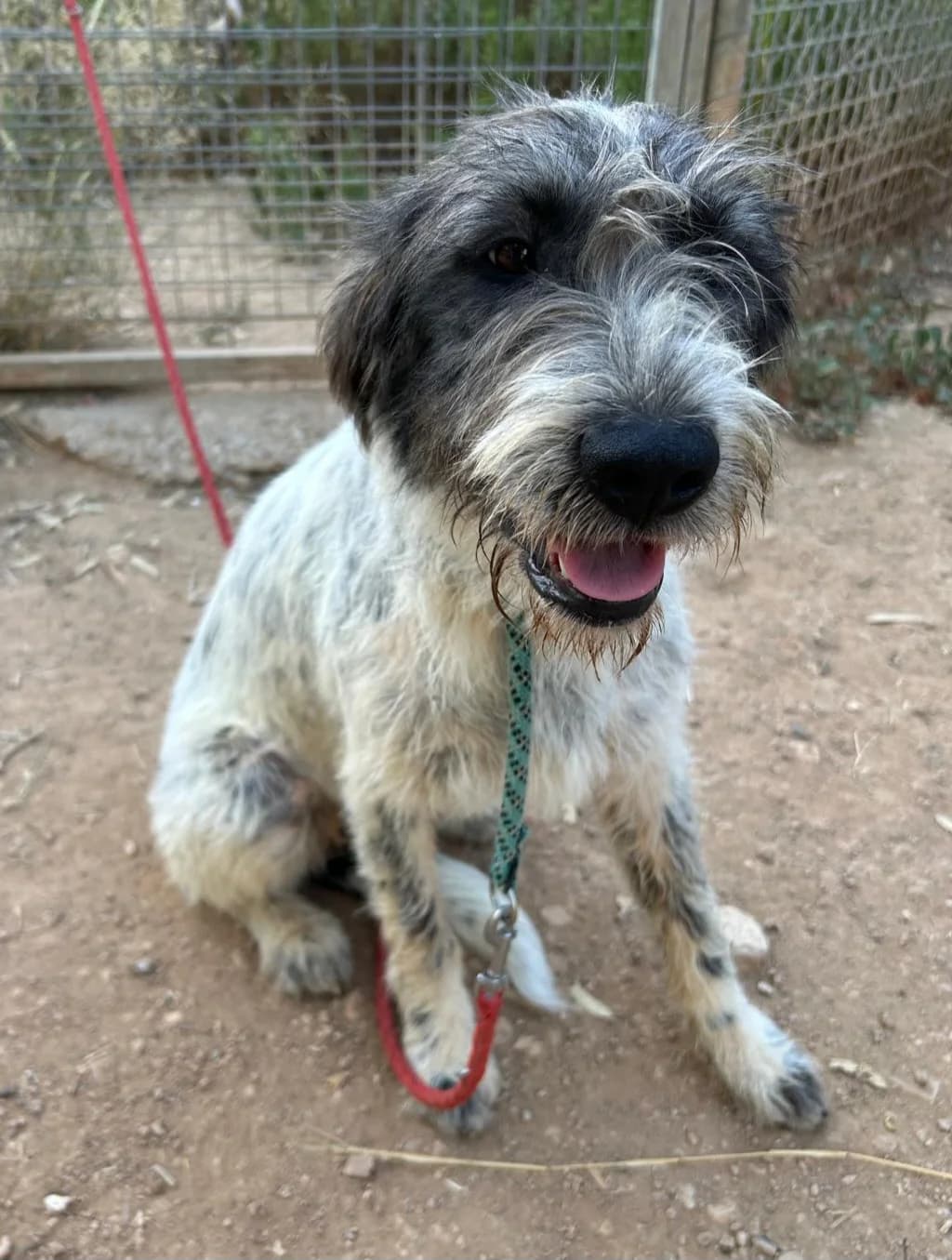 Aufgestellte Kendra, female young Mixed Breed for adoption at Petsearch.ch, Zurich