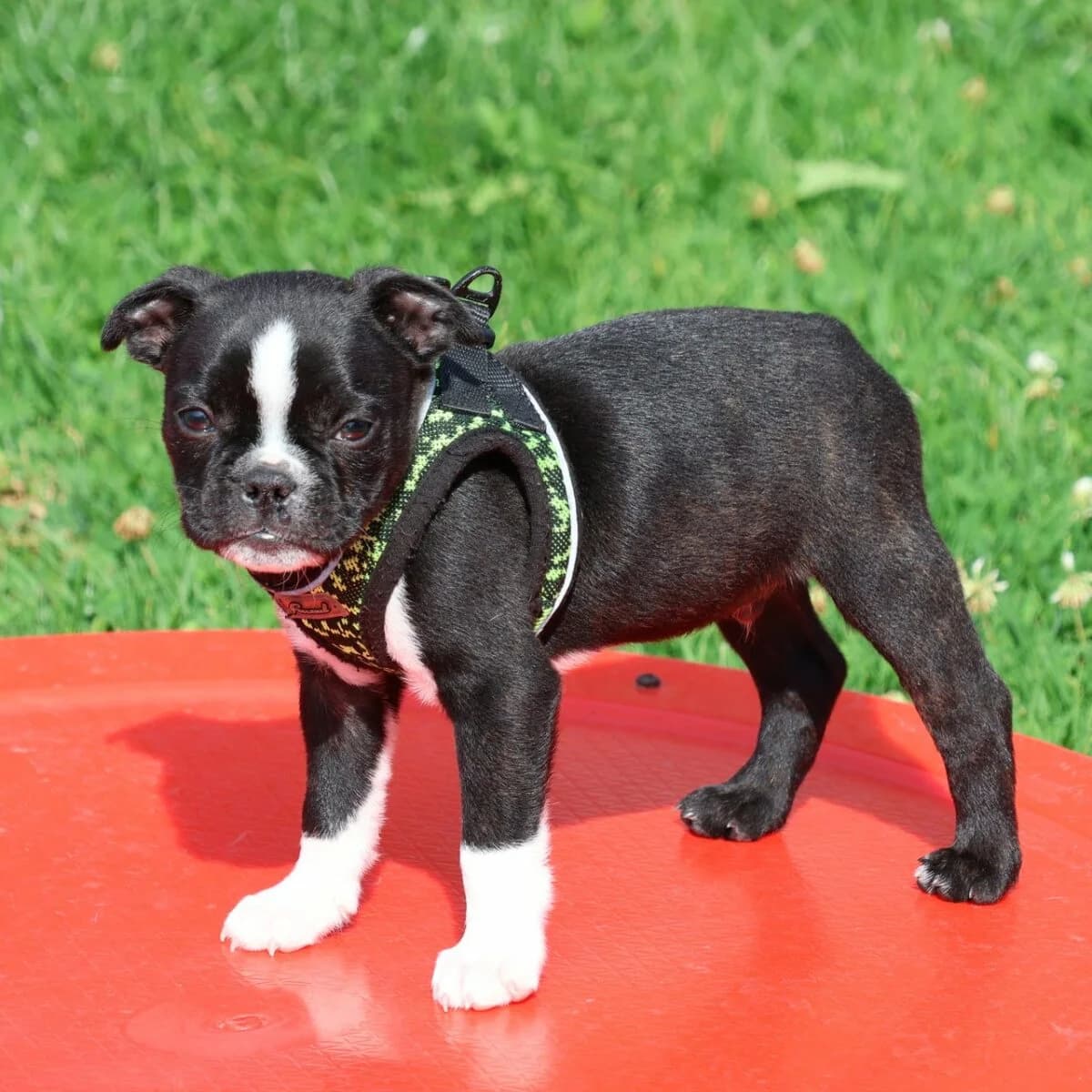 Boston Terrier,  young Mixed Breed for adoption at Petsearch.ch, Zurich
