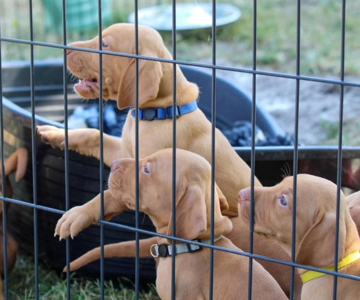 Magyar vizsla welpen, male 5yo Mixed Breed for adoption at Petsearch.ch, Zurich