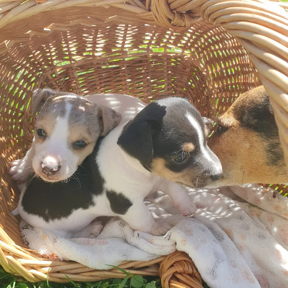 Jack Russel Welpen, male 3yo Mixed Breed for adoption at Petsearch.ch, Zurich