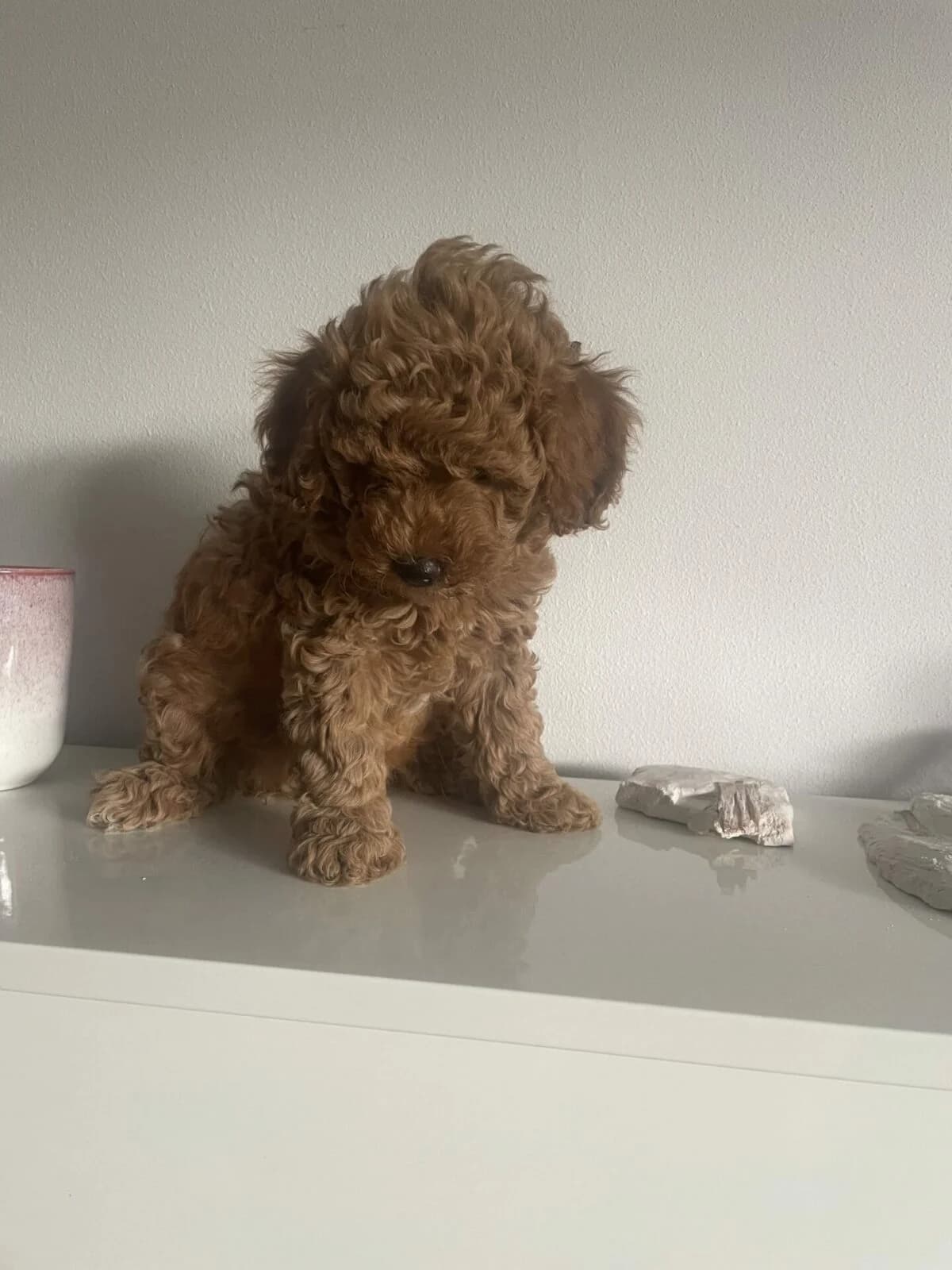 Toypudel/Zwergpudel/Mittelpudel,  puppy Mixed Breed for adoption at Petsearch.ch, Zurich