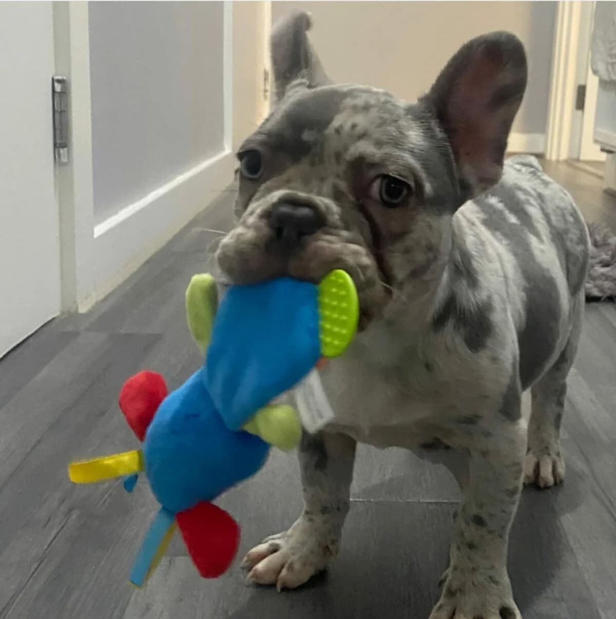 Kurzhaariger Französischer Bulldoggenwelpe ❤️, male puppy Mixed Breed for adoption at Petsearch.ch, Zurich