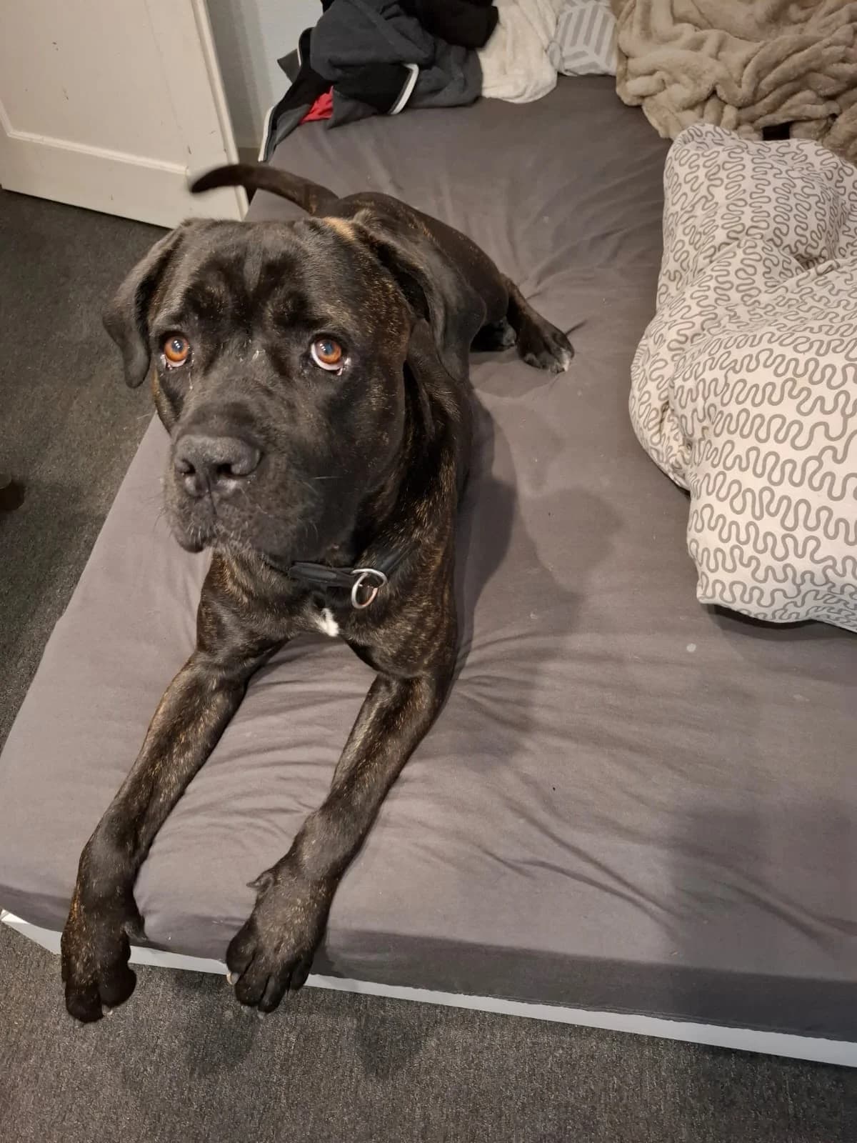 Wunderschöner Cane Corso Rüde Junghund, reinrassig, male 5yo Mixed Breed for adoption at Petsearch.ch, Zurich
