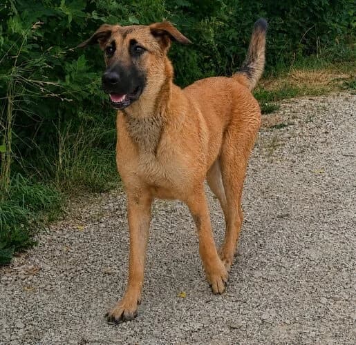 Bretxa, die süsse Malinois Mix-Junghündin, female 4yo Mixed Breed for adoption at Petsearch.ch, Zurich
