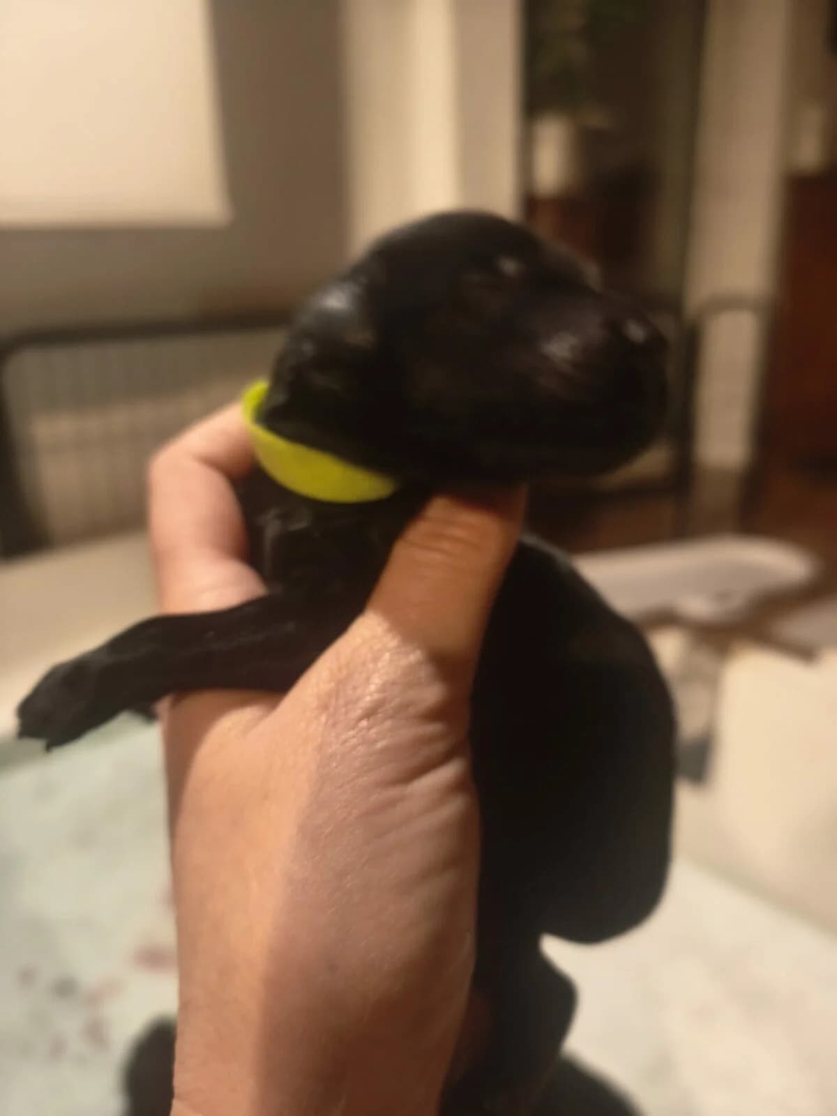 Flat coated Retriever Welpen,  puppy Mixed Breed for adoption at Petsearch.ch, Zurich