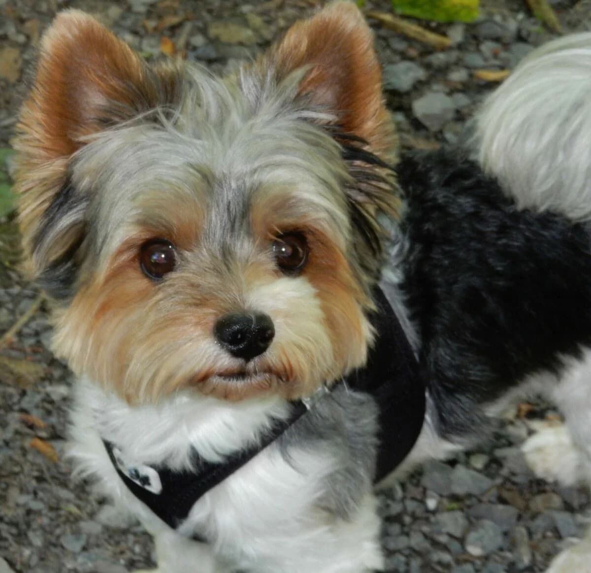 Deckrüde, Mixed Breed (Petsearch.ch)