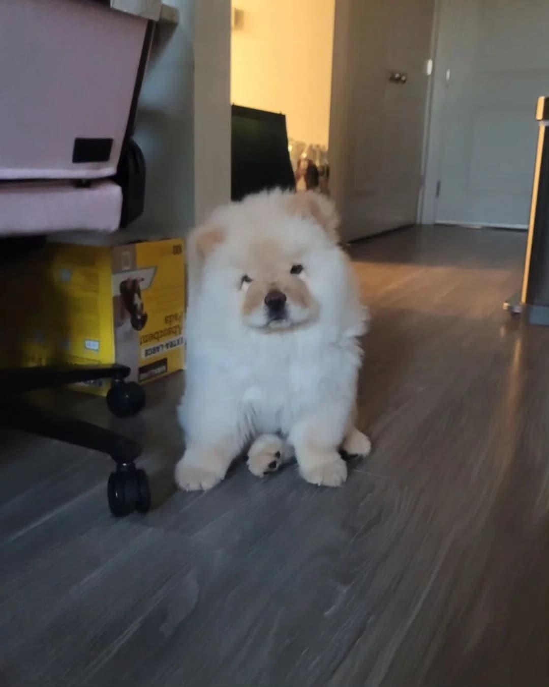 Della Chow-Chow-Welpe sucht liebevolles Zuhause, female puppy Mixed Breed for adoption at Petsearch.ch, Zurich