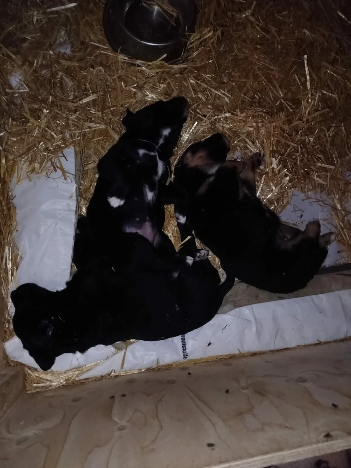 Hunde Mischlingswelpen, Appenzeller-Labi-Mali, male puppy Mixed Breed for adoption at Petsearch.ch, Zurich