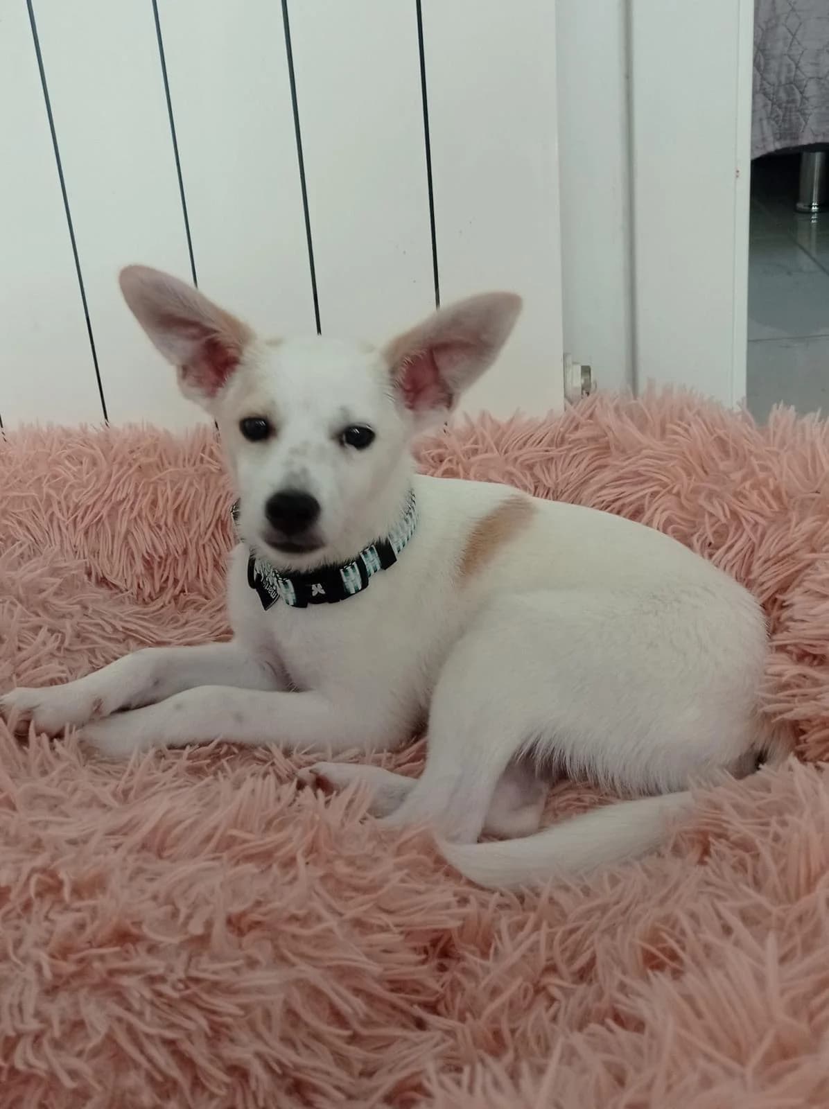 Bubo- Kleiner Kämpfer mit großem Herz sucht Familie, male young Mixed Breed for adoption at Petsearch.ch, Zurich