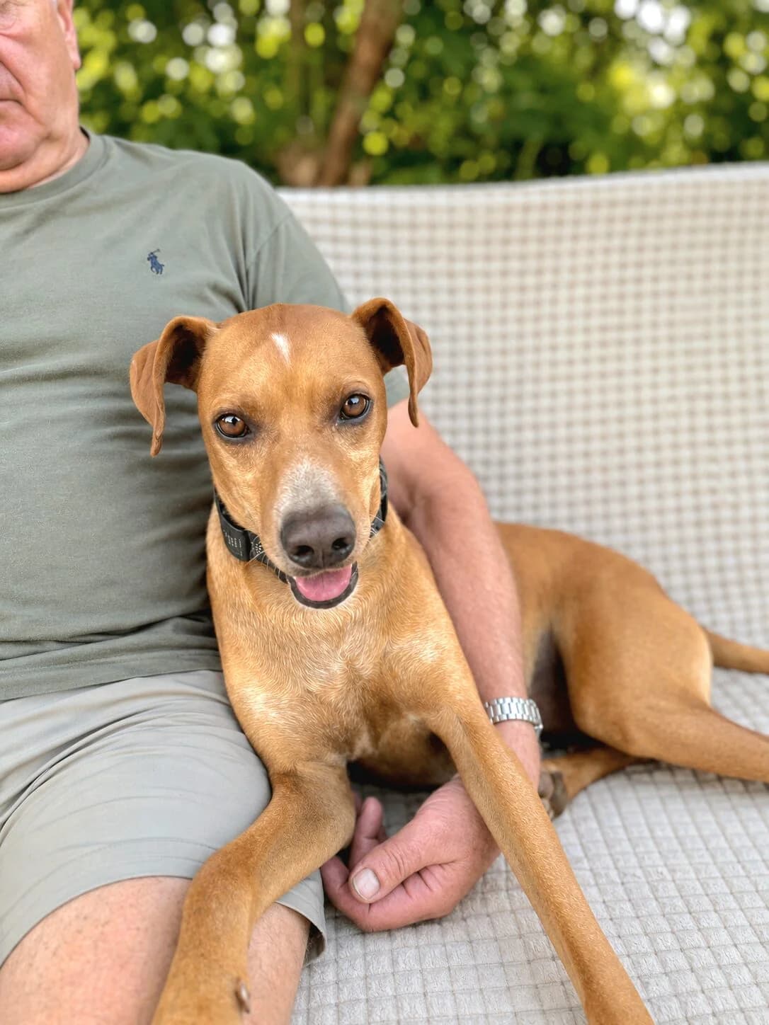Sky – Lebensfroher, aktiver, liebevoller Familienhund, male young Mixed Breed for adoption at Petsearch.ch, Zurich