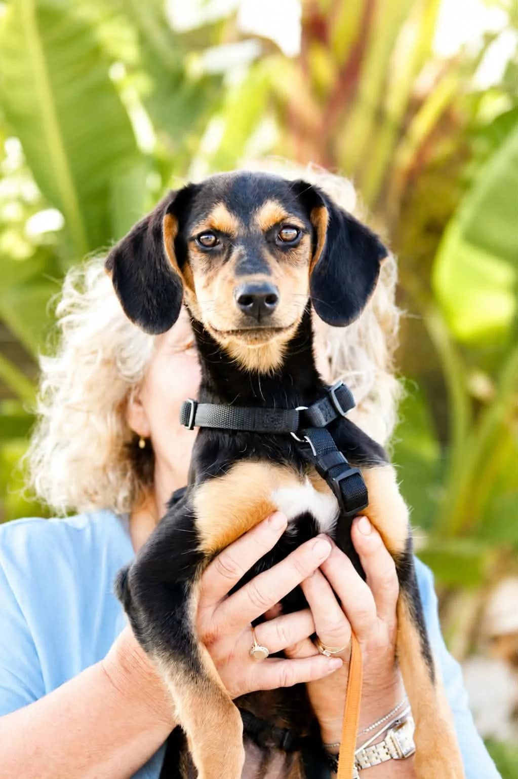 5 Monate, voller Lebensfreude und Liebe, male young Mixed Breed for adoption at Petsearch.ch, Zurich