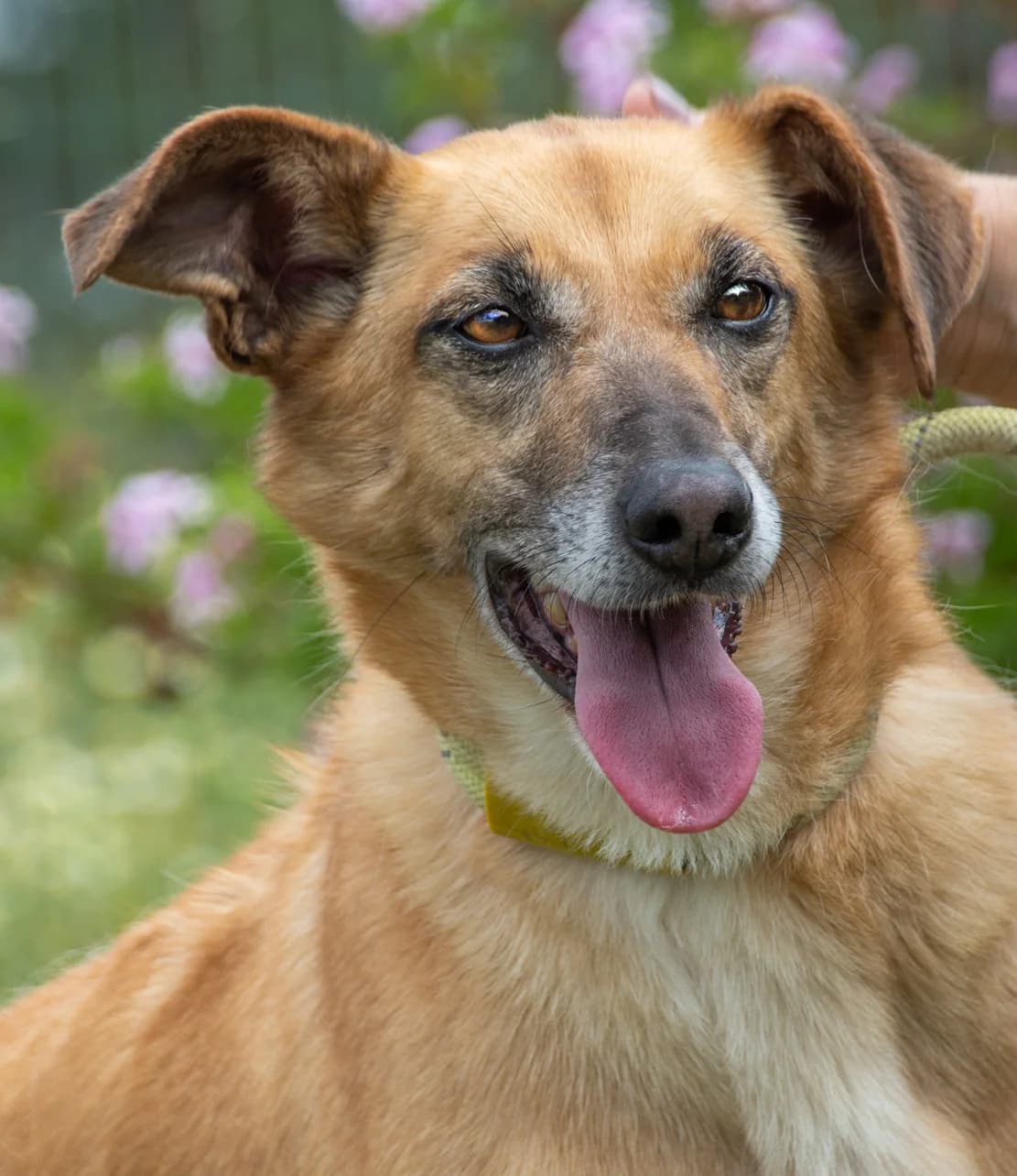 Sunny, eine selbstbewusste Dame, female young Mixed Breed for adoption at Petsearch.ch, Zurich