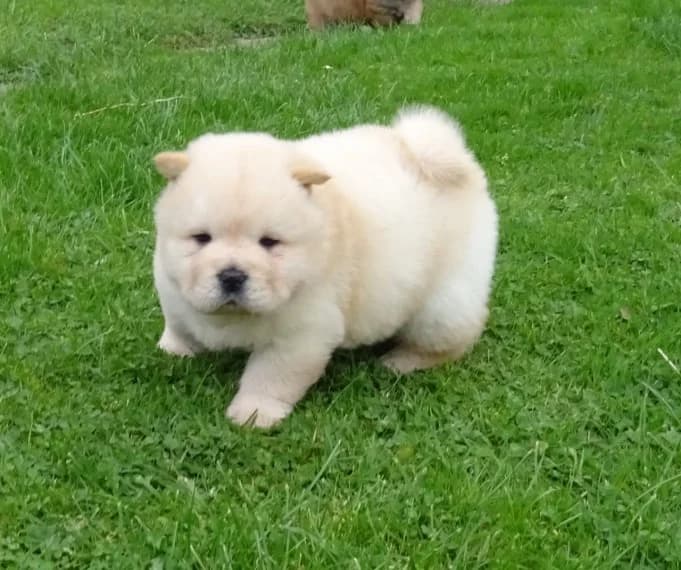 Chow-Chow-Welpe sucht liebevolles Zuhause ( Tina/Pino), female puppy Mixed Breed for adoption at Petsearch.ch, Zurich