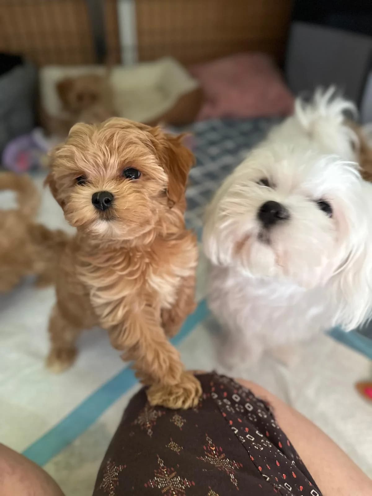 Zauberhafte Maltipoo-Welpen abzugeben, female puppy Mixed Breed for adoption at Petsearch.ch, Zurich