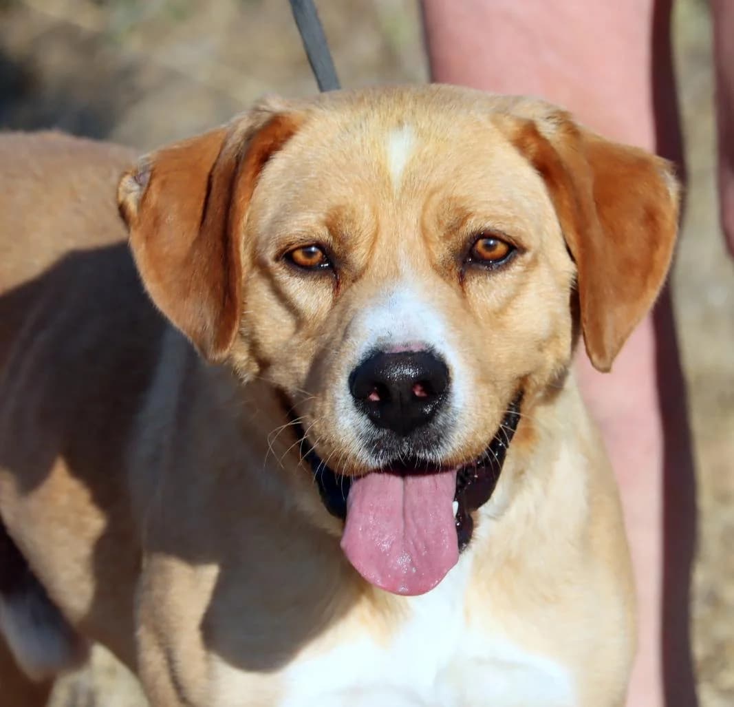 Valentim, ein Powerpaket, male young Mixed Breed for adoption at Petsearch.ch, Zurich
