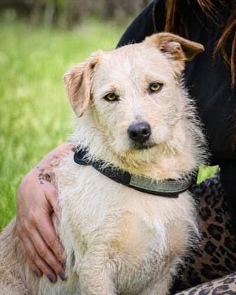 Patrick, auf dem Weg ins Vertrauen, Mixed Breed (Petsearch.ch)
