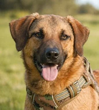 Sweet, ein wilder Feger, male young Mixed Breed for adoption at Petsearch.ch, Zurich