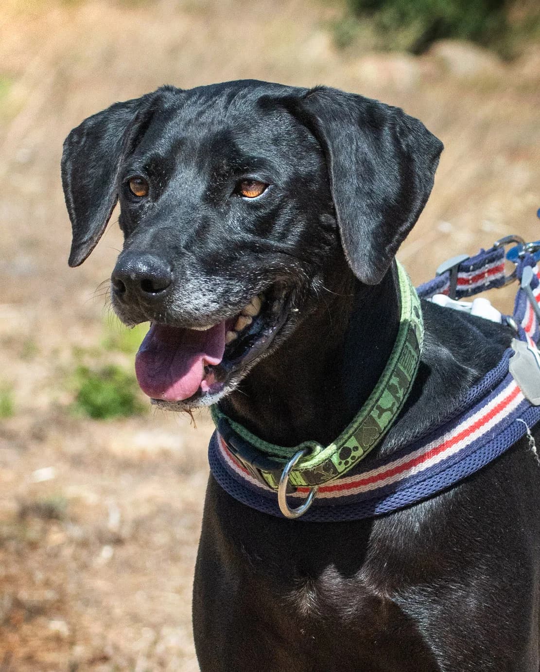 Amadeo, ein guter Kerl, male young Mixed Breed for adoption at Petsearch.ch, Zurich