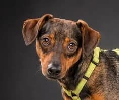Kokas – ein freundlicher Bursche, male young Mixed Breed for adoption at Petsearch.ch, Zurich