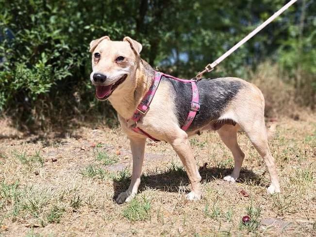 KARA, liebe Mischlingshündin, ca. 5 Jahre, 37cm, 12kg, female 3yo Mixed Breed for adoption at Petsearch.ch, Zurich