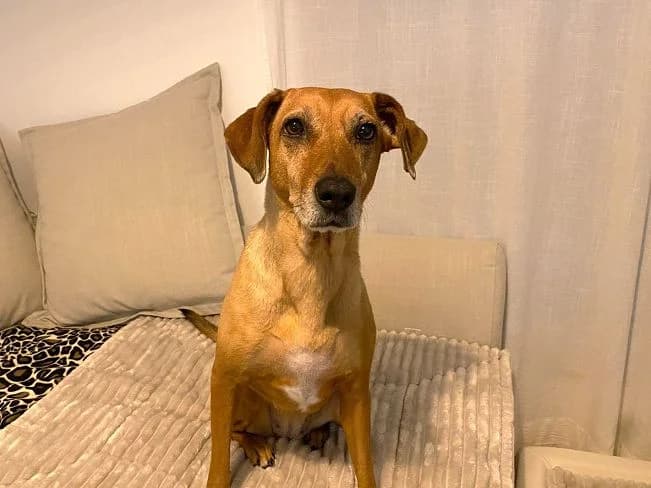 KIRA, verschmuste Mischlingshündin, ca. 8 Jahre, 54cm, 20kg *in 92364 Deining*, female 3yo Mixed Breed for adoption at Petsearch.ch, Zurich
