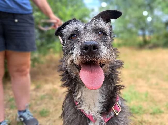 KAIA, freundliche Mischlingshündin, ca. 7 Jahre, 44cm, 18kg, female 3yo Mixed Breed for adoption at Petsearch.ch, Zurich