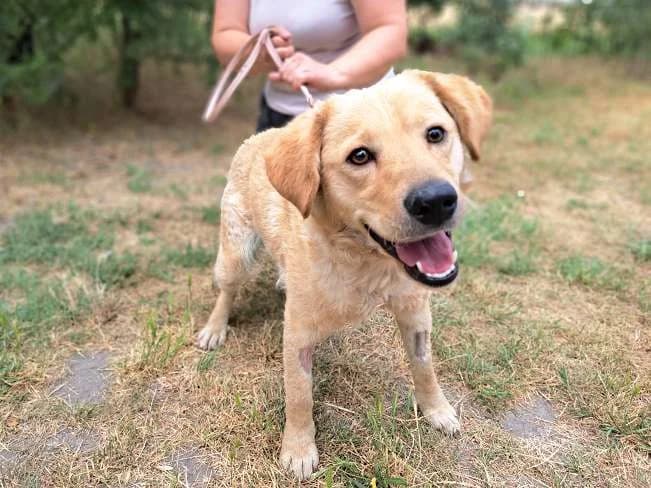 PIPPIN, fröhlicher Mischlingsrüde, ca. 2 Jahre, 41cm, 17kg, female Mixed Breed for adoption at Petsearch.ch, Zurich