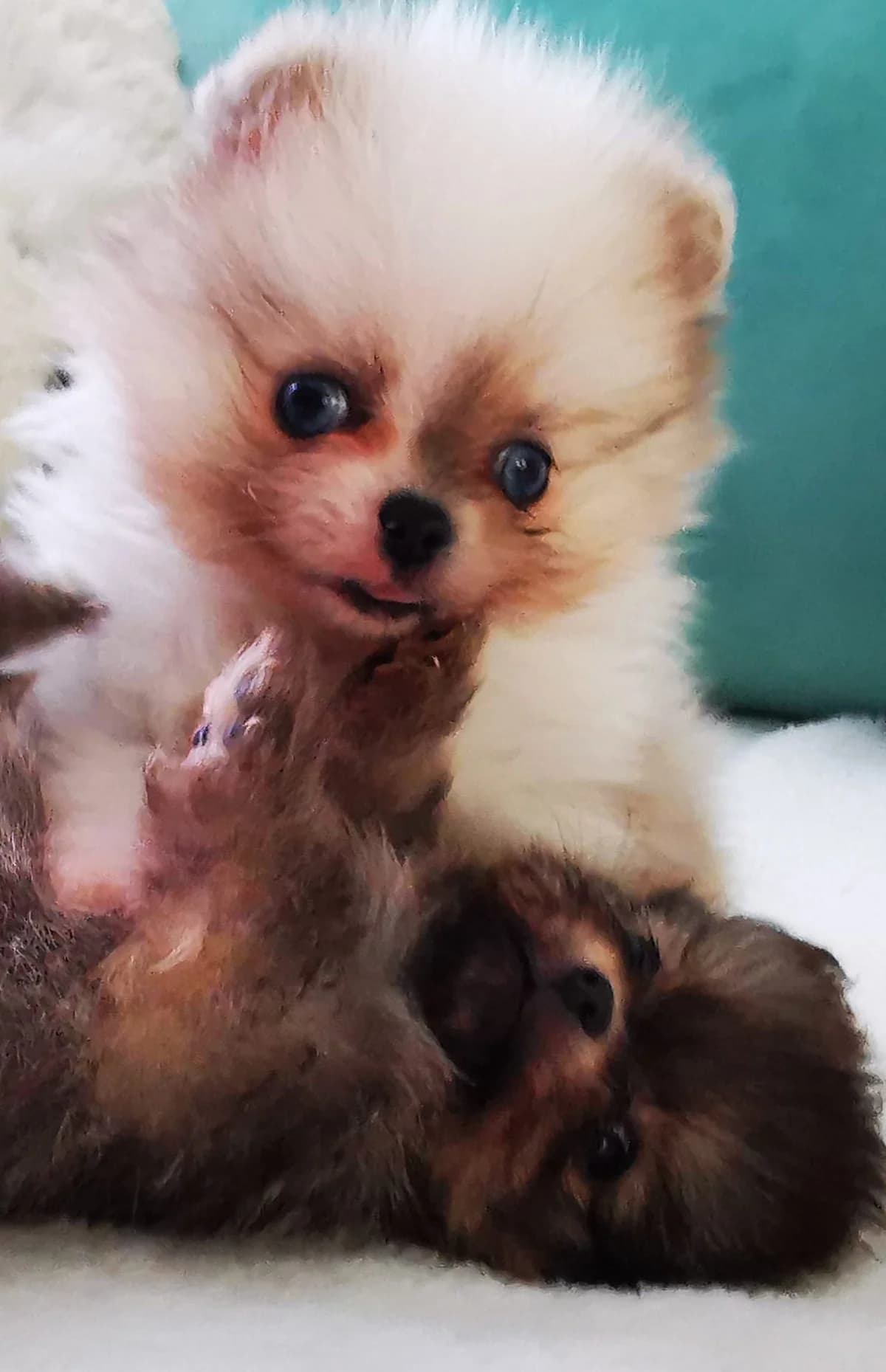 wunderschöner und Typvolles Bärchen Pomeranian Zwergspitz Welpe, merle male 4yo Mixed Breed for adoption at Petsearch.ch, Zurich